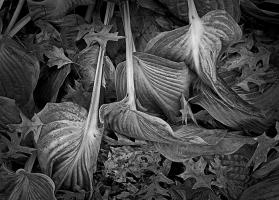 Wilted Hosta and Oak Leaves