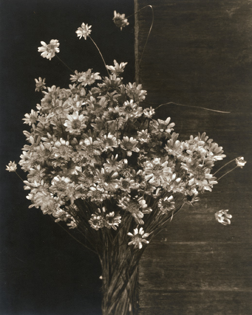 George A. Eisenman - Straw Flowers