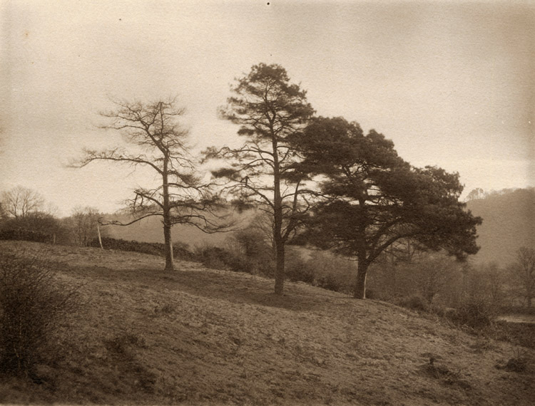 Francis Alfred Bolton - Tree Study Francis Alfred Bolton - Tree Study