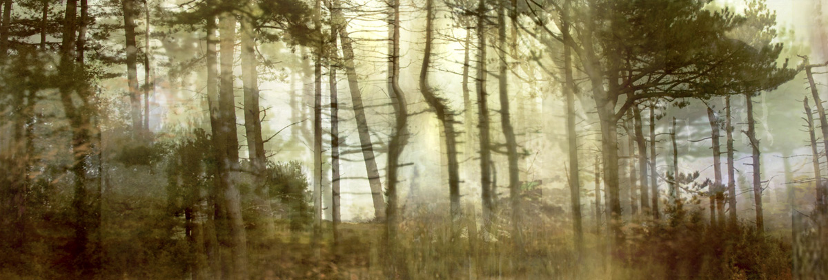 Pine Forest (from Series "Constructed Landscapes")