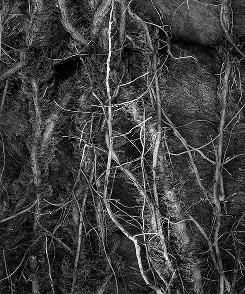 Marcia Schulman Martin - Roots Marcia Schulman Martin - Roots