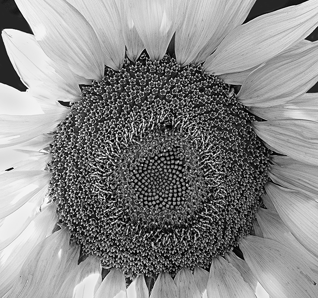 Russ Martin - Sunflower Russ Martin - Sunflower