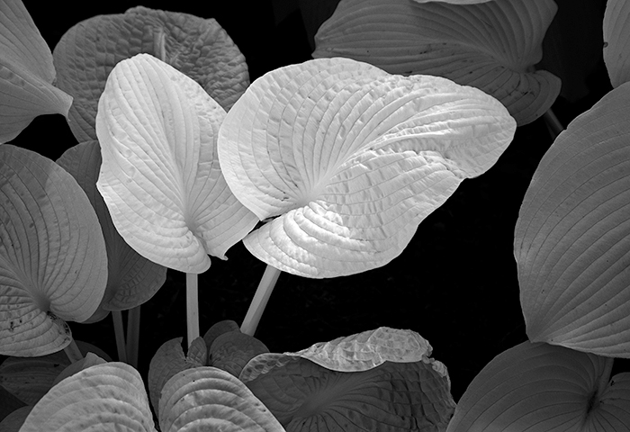 Russ Martin - Two Wrinkled White Leaves Russ Martin - Two Wrinkled White Leaves