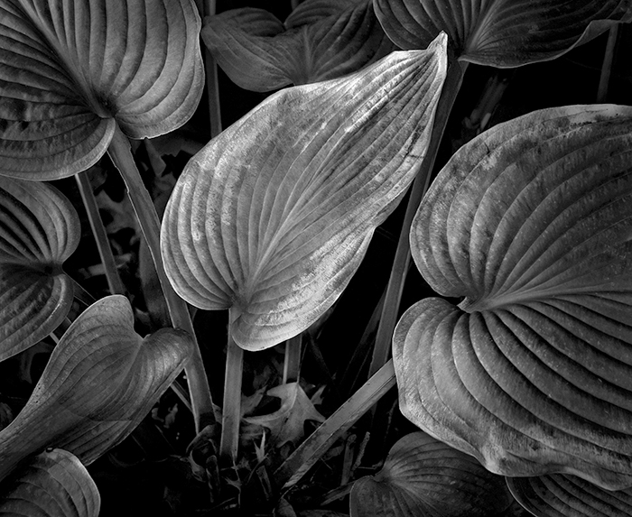 Russ Martin - Sunlit Wilted Leaf Russ Martin - Sunlit Wilted Leaf