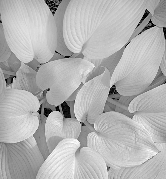 Russ Martin - Radiating White Leaves Russ Martin - Radiating White Leaves