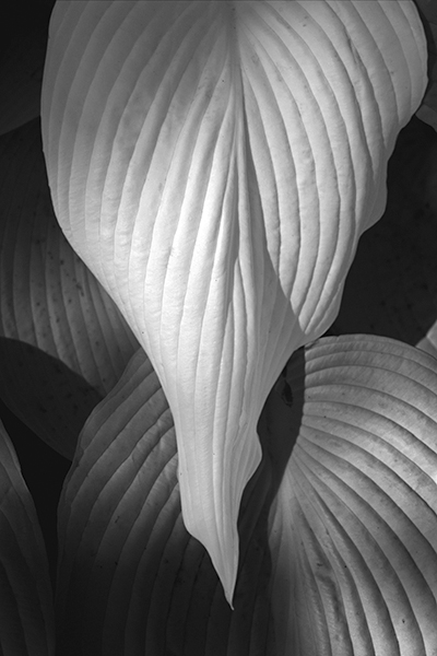 Russ Martin - White Pointed Leaf Russ Martin - White Pointed Leaf
