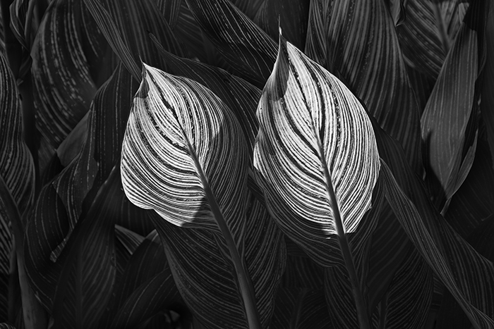 Russ Martin - Two Backlit Canna Leaves Russ Martin - Two Backlit Canna Leaves