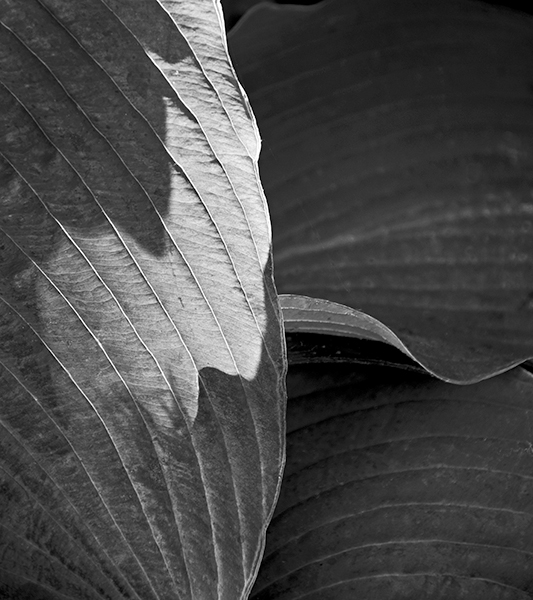 Russ Martin - Backlit Leaf Russ Martin - Backlit Leaf