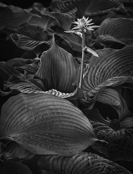 Russ Martin - Hosta Flower Among Leaves Russ Martin - Hosta Flower Among Leaves