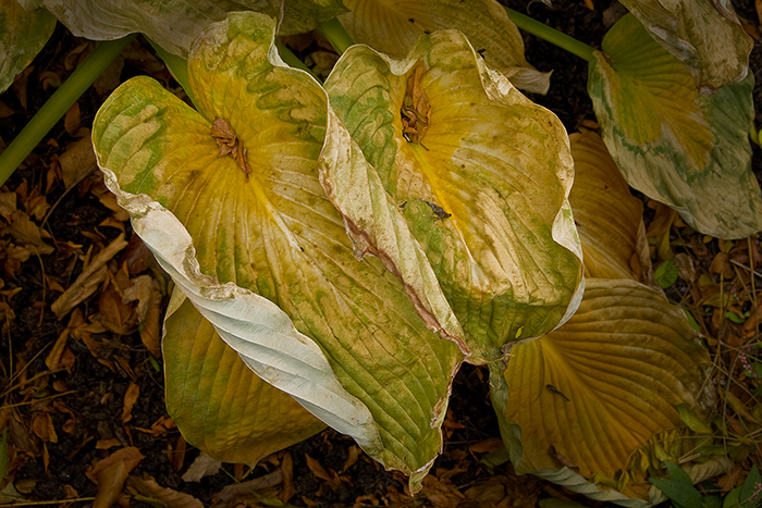 Russ Martin - Two Wilted Hosta Leaves Russ Martin - Two Wilted Hosta Leaves