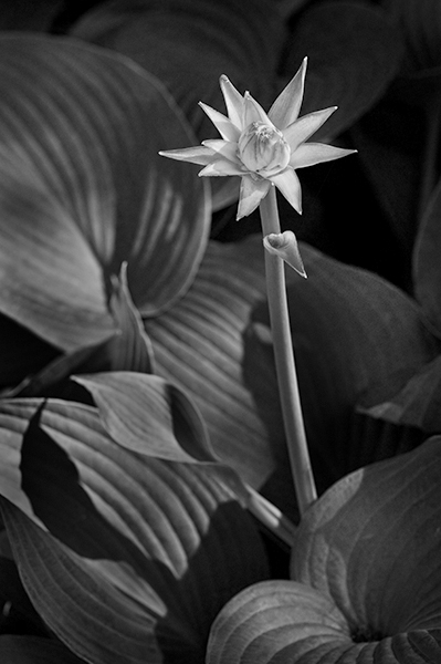 Russ Martin - Tall Flower and Foliage Russ Martin - Tall Flower and Foliage