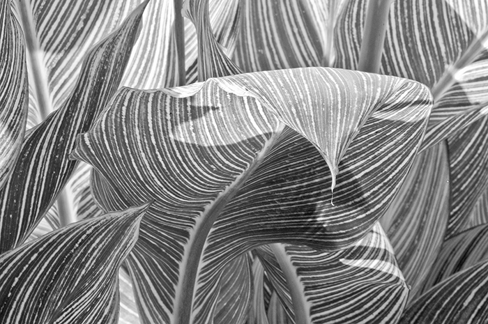 Russ Martin - Overhanging Leaf Russ Martin - Overhanging Leaf