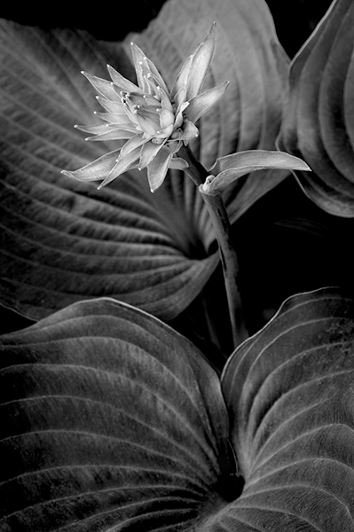 Russ Martin - Hosta Flower Amid Leaves Russ Martin - Hosta Flower Amid Leaves