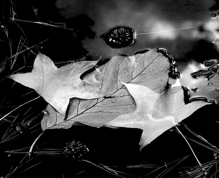 Marcia Schulman Martin - Autumn Collage Marcia Schulman Martin - Autumn Collage