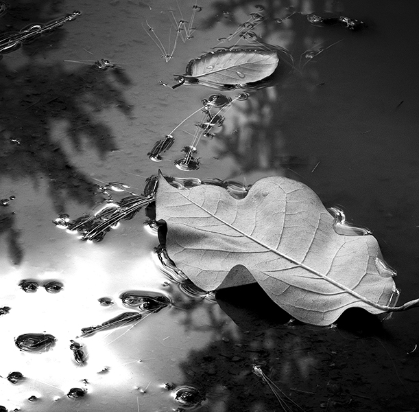 Marcia Schulman Martin - Upside Down Leaf Marcia Schulman Martin - Upside Down Leaf