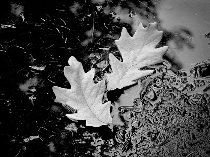 Marcia Schulman Martin - Two Oak Leaves Marcia Schulman Martin - Two Oak Leaves