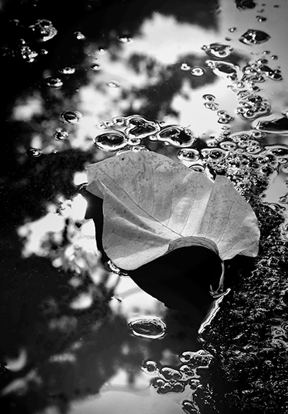 Marcia Schulman Martin - Cucumbertree Magnolia Leaf Marcia Schulman Martin - Cucumbertree Magnolia Leaf
