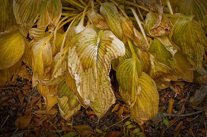Russ Martin - Wilted and Torn Hosta Leaves Russ Martin - Wilted and Torn Hosta Leaves