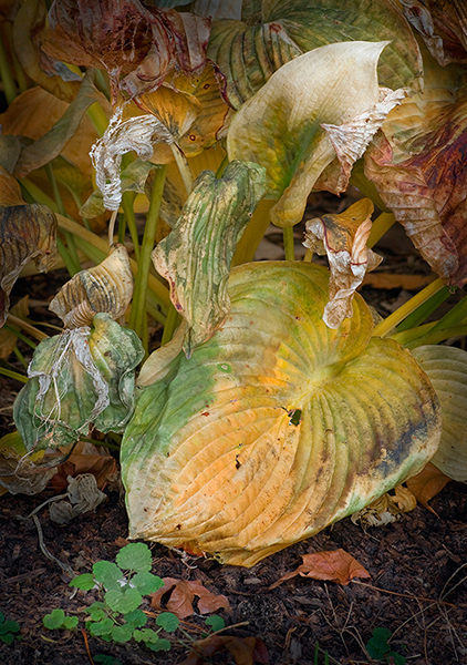 Russ Martin - Wilted Hosta Group Russ Martin - Wilted Hosta Group