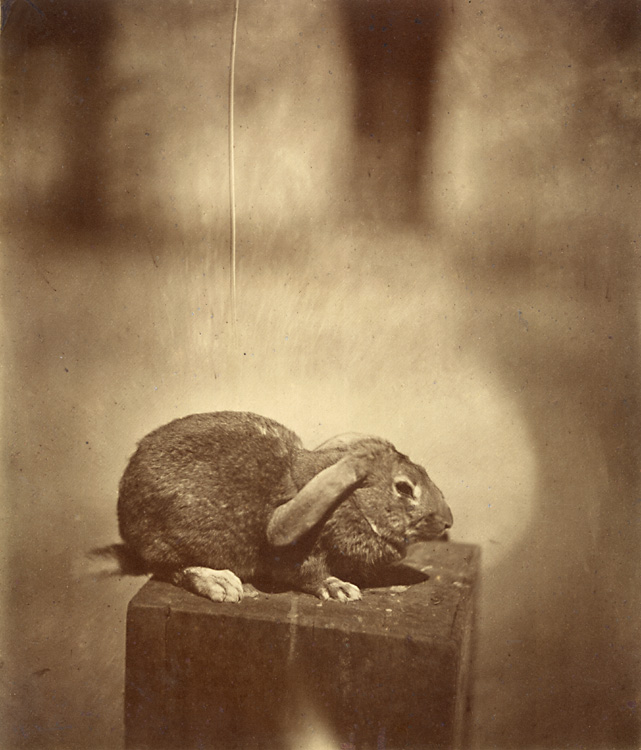 Louis Godefroy De Lucy - Lapin Domestique (Common Rabbit)
