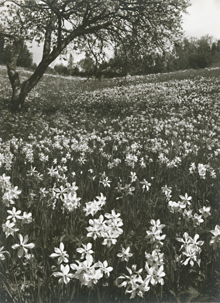 Field of Narcissus