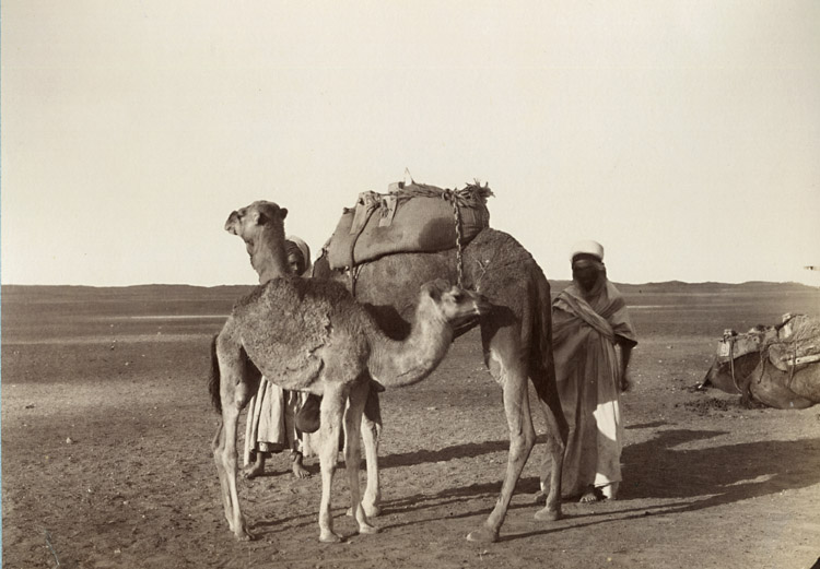 Camels with a Smaller Camel, Desert