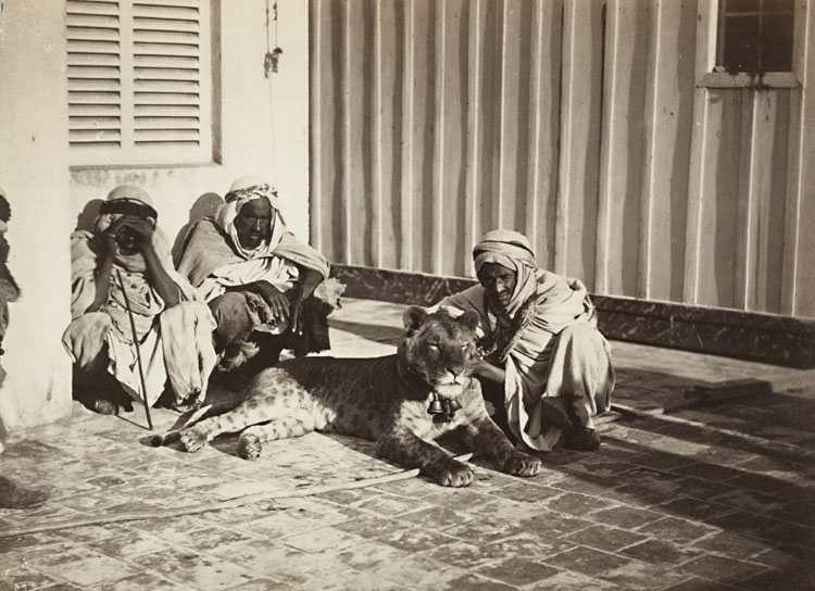 Anonymous - A Lion and Marabout