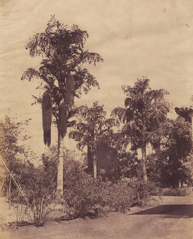 Captain Linnaeus Tripe or Col. Biggs - Binlee Palms, India