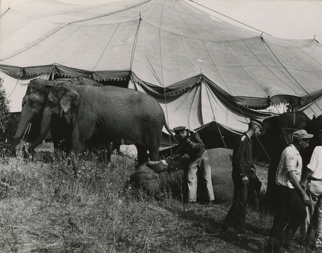 Tent and Elephants