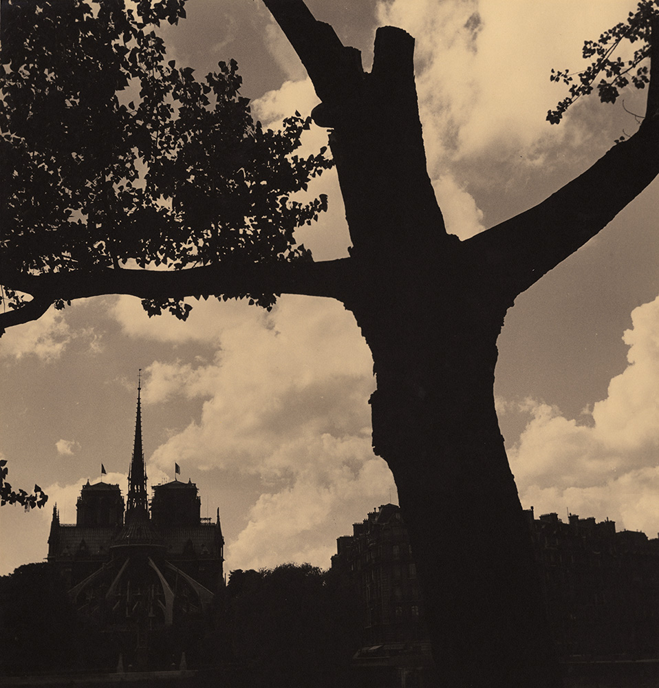 Albert Monier - Tree in Back of Notre Dame, Paris Albert Monier - Tree in Back of Notre Dame, Paris