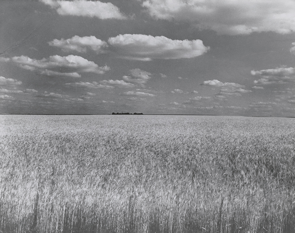 David E Sherman - Wheat Field