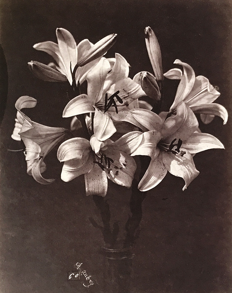 Lilies in Glass Vase