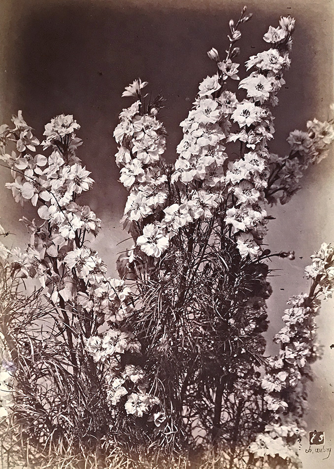 Large Bellflowers (Campanule à Grosses Fleurs)