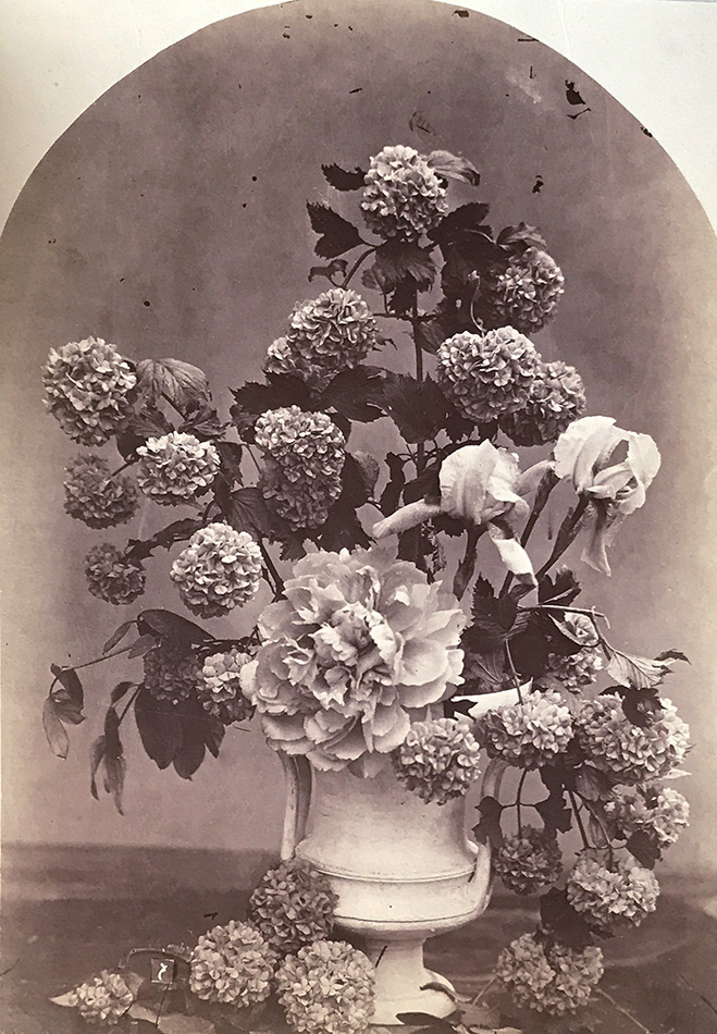 Arrangement of Snowball Hydrangeas, Peonies and Irises