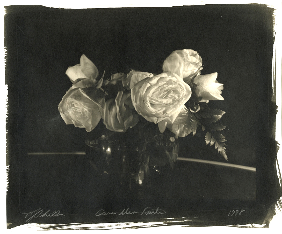 Thomas John Shillea - Moonlight and Roses