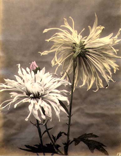 Anonymous - Japanese Flowers (Chrysanthemums)