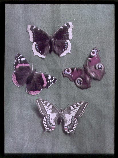 Anonymous - Butterflies