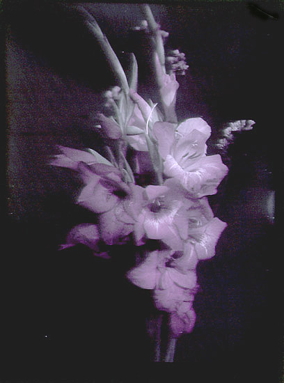Anonymous - Gladiola