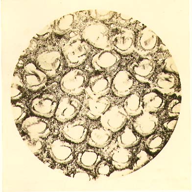 Adolphe Bertsch - Biological Microscope Study Adolphe Bertsch - Biological Microscope Study