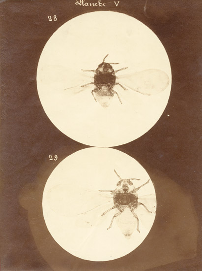 Anonymous - Microscopic Images of a Fly