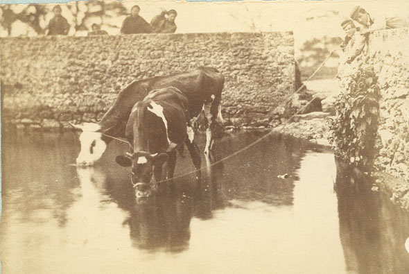 Cows at Watering Hole