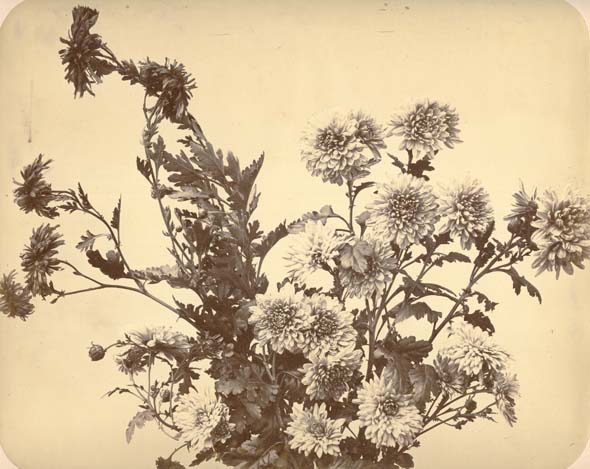 Adolphe Braun - Floral Arrangement of Chrysanthemums