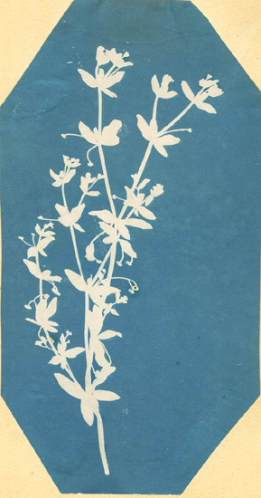 Anonymous - Botanical Photogram