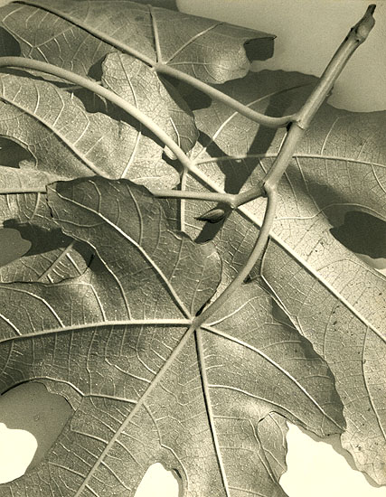 Pierre Auradon - Maple Leaves Pierre Auradon - Maple Leaves