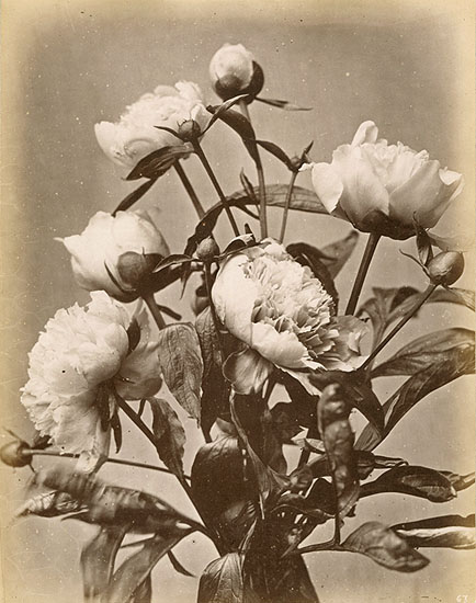 Charles Aubry (attributed to) - Peonies
