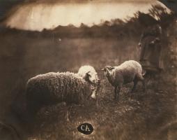 Comte Olympe Aguado (attributed to) - Sheep and Peasant Girl