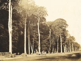 Gustave Le Gray - Horse and Cart, Forest of Fontainebleau