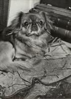 Brassai (Gyula Halasz) - A Pekinese
