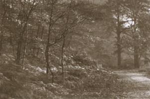 Francis Alfred Bolton - Forest Path