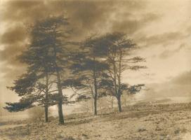 Francis Alfred Bolton - Scottish Pines and Stone Walls